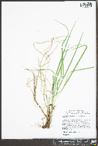 Calamagrostis porteri subsp. porteri image