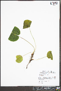 Galax urceolata image