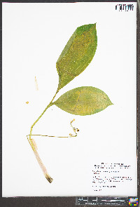 Convallaria pseudomajalis image