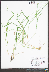 Calamagrostis porteri subsp. porteri image