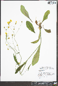 Hieracium venosum image