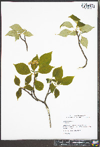 Cornus alternifolia image