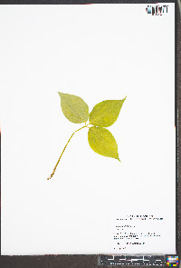 Trillium undulatum image