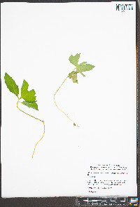 Viola palmata var. triloba image