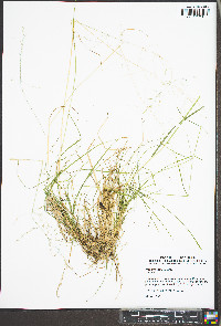 Poa sylvestris image