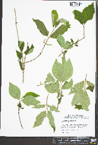 Philadelphus hirsutus image