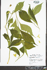 Cubelium concolor image