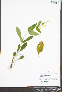 Penstemon canescens image