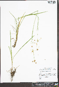 Luzula bulbosa image