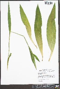 Carex albursina image