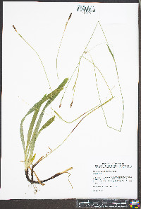Carex careyana image