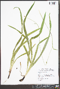 Carex careyana image