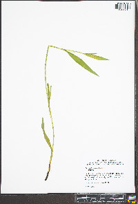 Carex albursina image