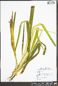 Yucca filamentosa image