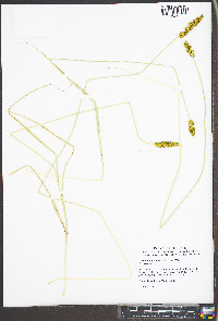 Carex festucacea image