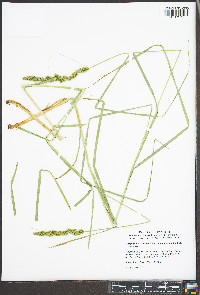 Carex tribuloides var. sangamonensis image