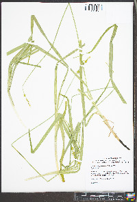 Carex sparganioides image