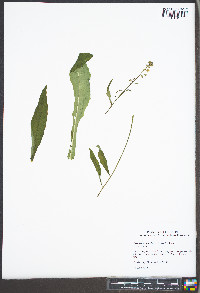 Borodinia canadensis image