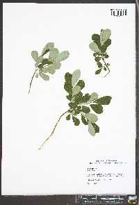 Salix cinerea image
