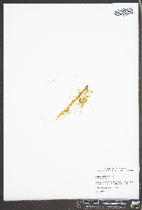 Cuscuta campestris image