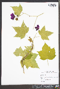 Rubus odoratus image