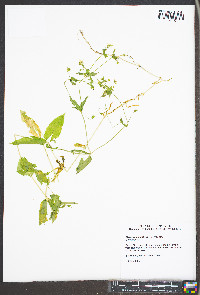 Myosoton aquaticum image