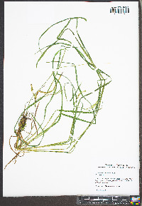 Carex gynandra image