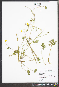 Ranunculus repens image