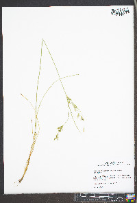 Juncus anthelatus image