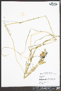 Allium vineale image