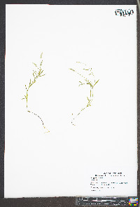 Polygala ambigua image