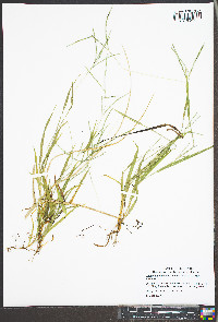 Digitaria ischaemum image
