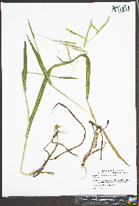 Paspalum pubiflorum image