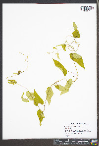 Cynanchum laeve image