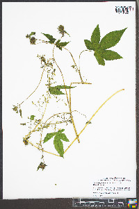 Humulus japonicus image