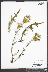 Cirsium discolor image