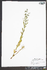 Trichostema dichotomum image