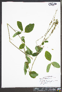 Desmodium glabellum image