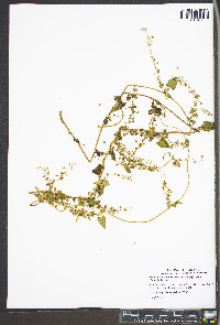 Fallopia cristata image
