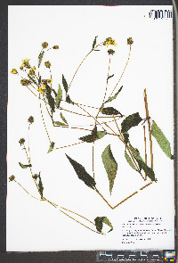 Helianthus divaricatus image