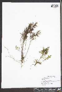 Lechea racemulosa image