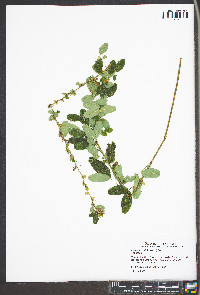 Lespedeza violacea image