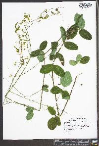 Desmodium glabellum image