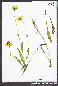 Rudbeckia hirta var. pulcherrima image