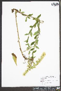 Solidago bicolor image