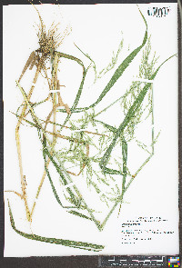 Cinna arundinacea image