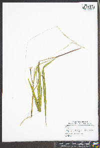 Paspalum setaceum var. muhlenbergii image