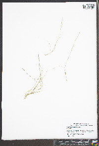 Aristida dichotoma image