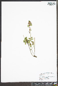 Lespedeza violacea image