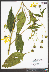 Helianthus tuberosus image